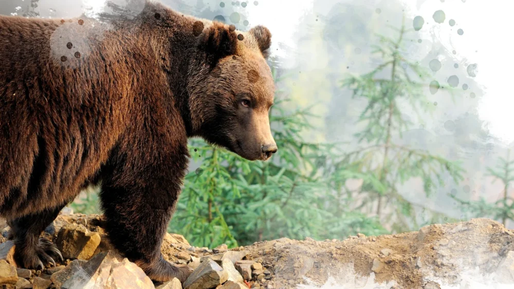 Tandem-Grizzly-Uitgelichte-afbeelding